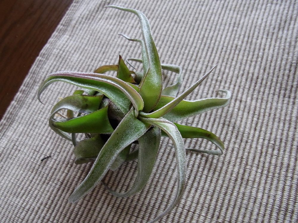 how to grow and care for tillandsia streptophylla air plants in terrariums