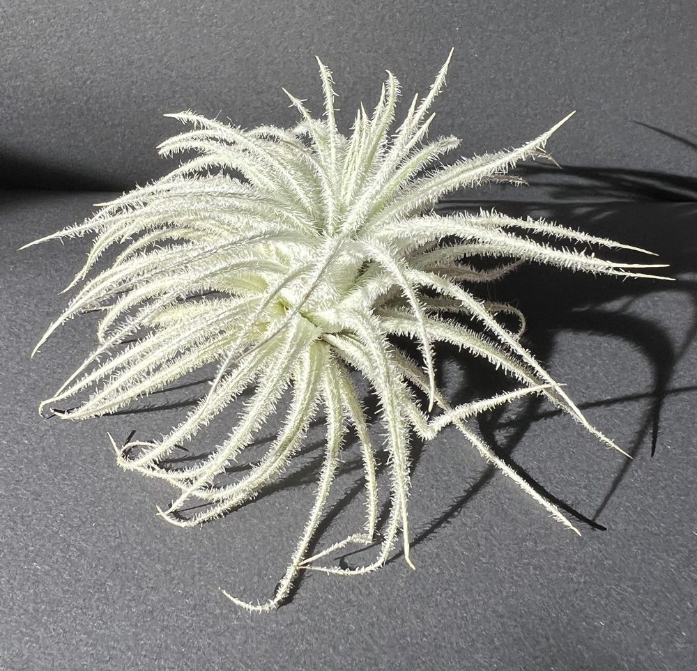 how to grow and care for tillandsia tectorum air plants in terrariums