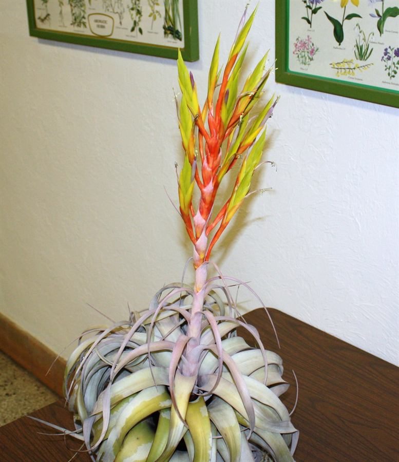 how to grow and care for tillandsia xerographica air plants in terrariums