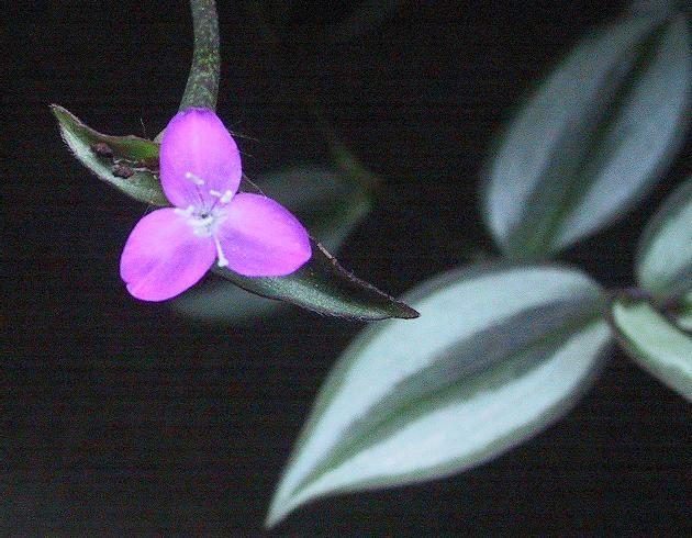 how to grow and care for tradescantia zebrina in terrariums