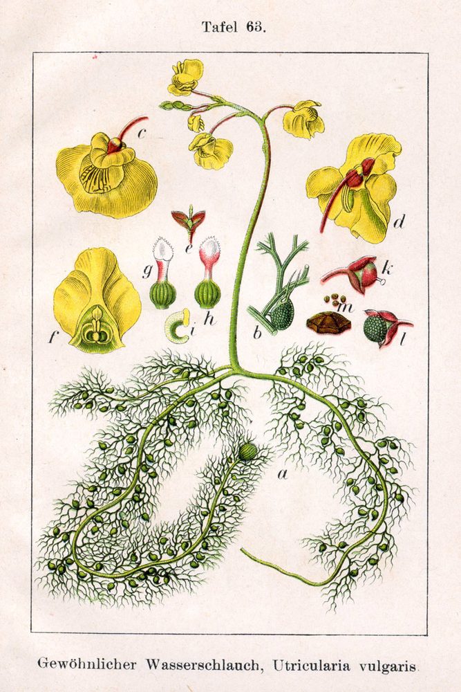 how to grow and care for utricularia bladderworts carnivorous plants in terrariums