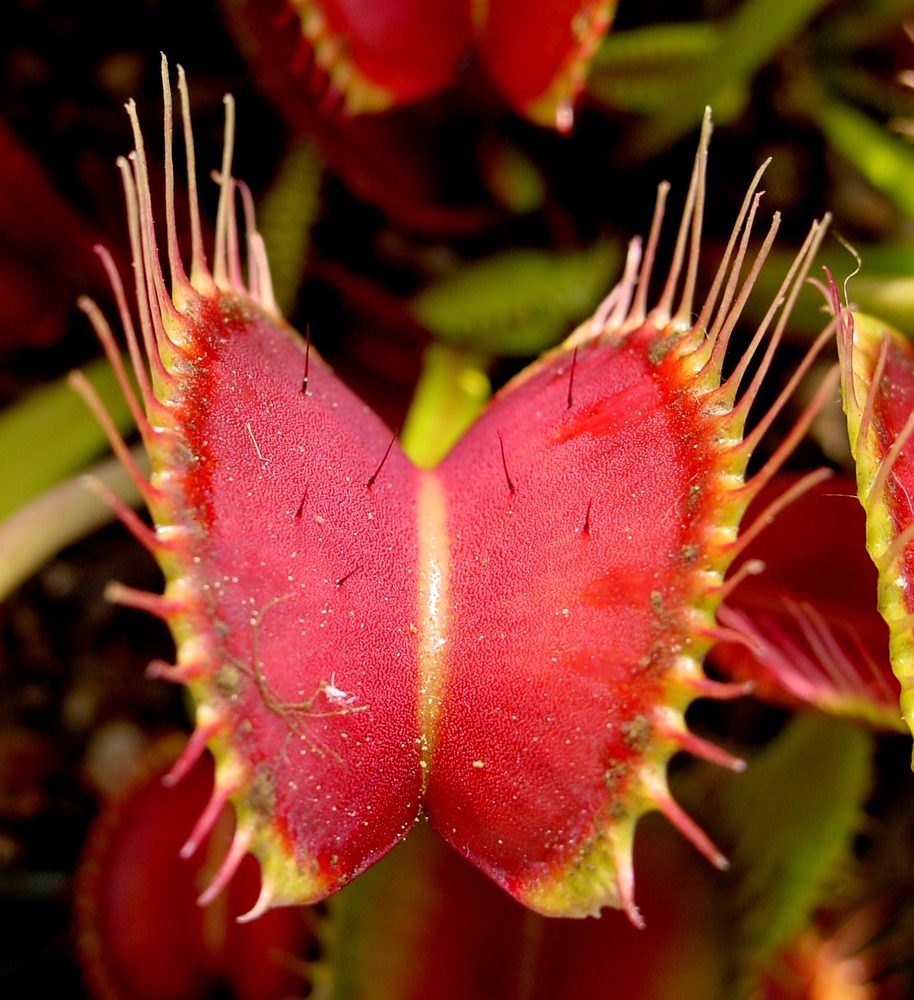 how to grow and care for venus flytrap dionaea muscipula carnivorous plants in terrariums