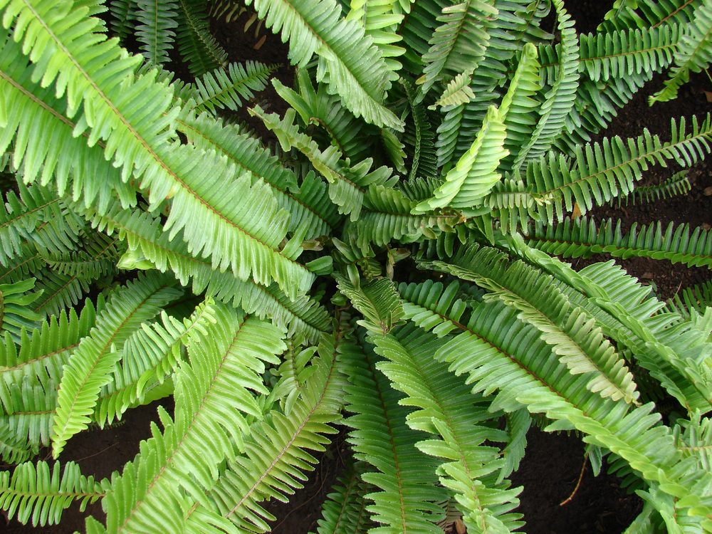 lemon button ferns