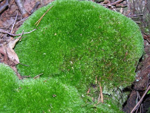leucobryum glaucum moss in terrariums care guide to help your moss thrive