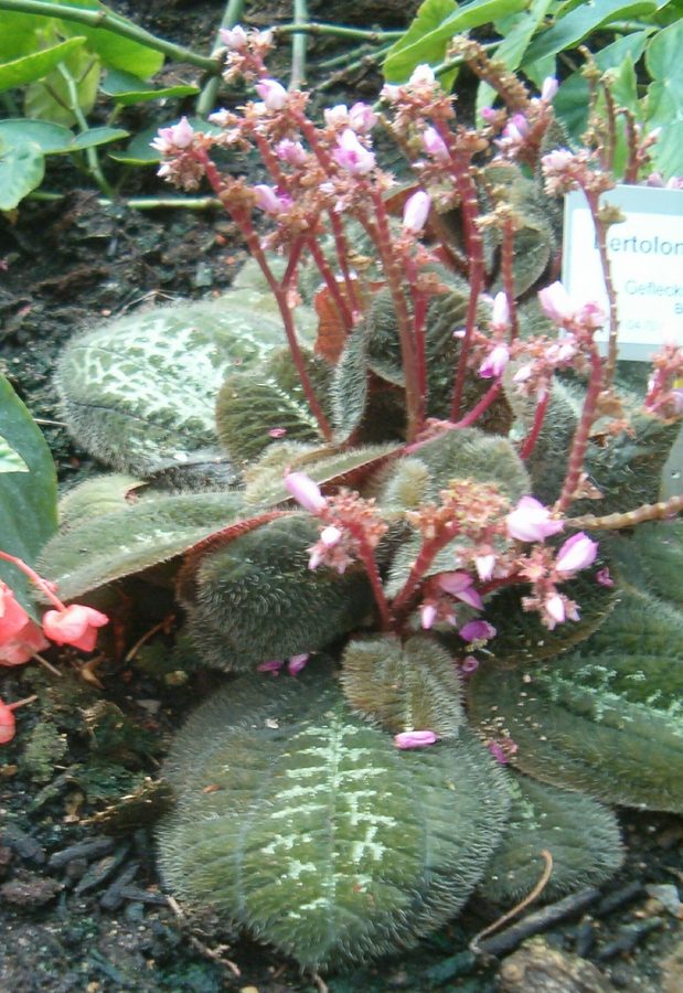 Bertolonia