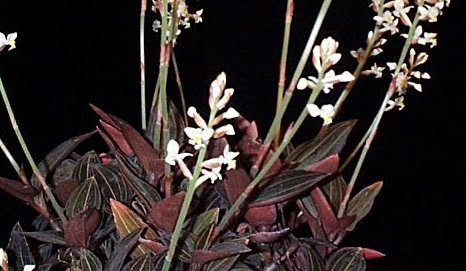 Black Jewel Orchid