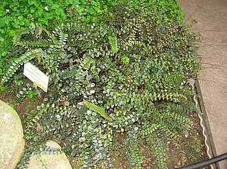Button Fern