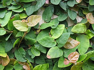 Creeping Fig