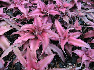 Earth Star