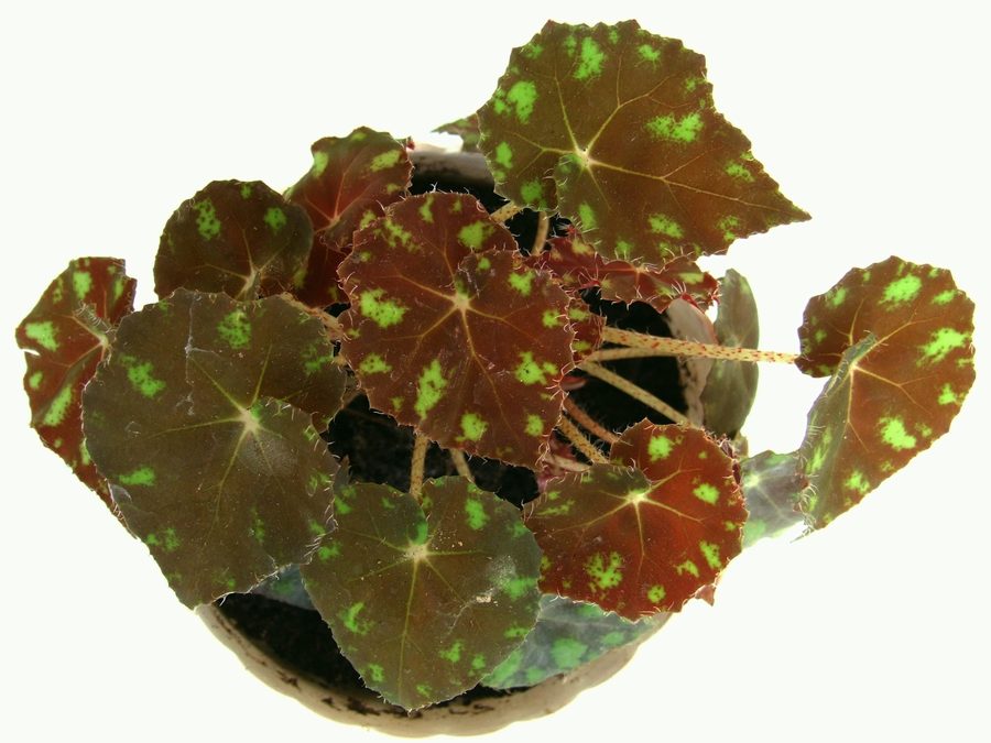 Eyelash Begonia