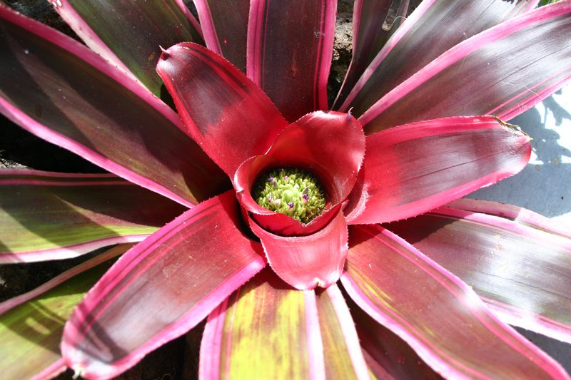 Fireball Bromeliad