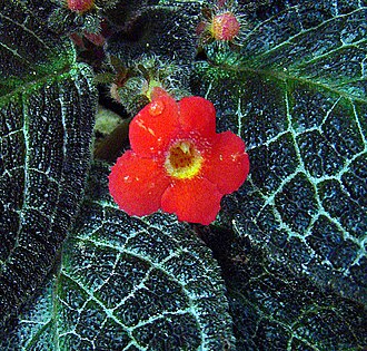 Flame Violet