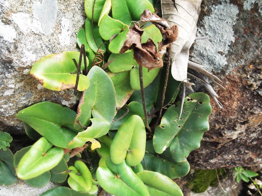 Heart Fern