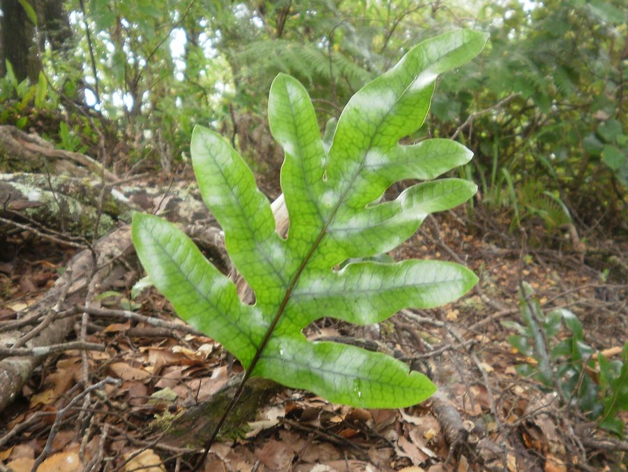 Kangaroo Paw Fern