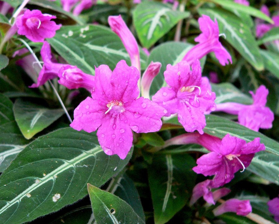 Monkey Plant
