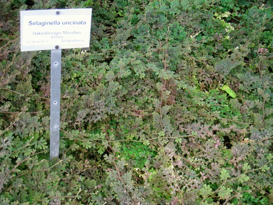 Peacock Spikemoss