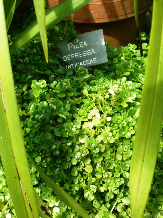 Pilea Depressa