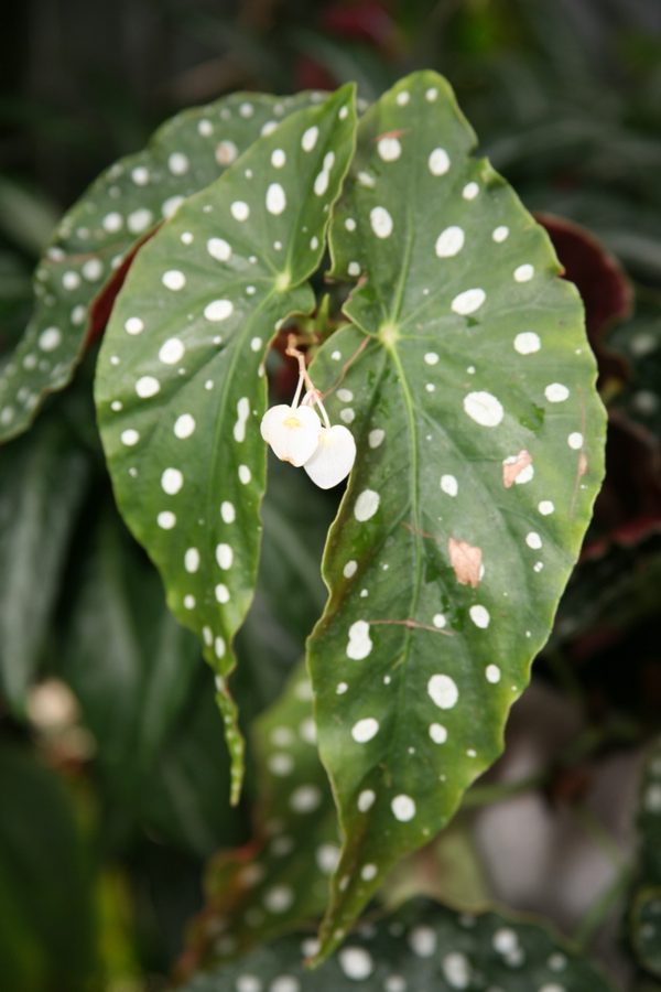 Polka Dot Begonia