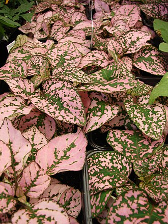 Polka Dot Plant