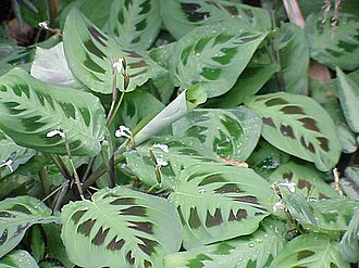 Prayer Plant
