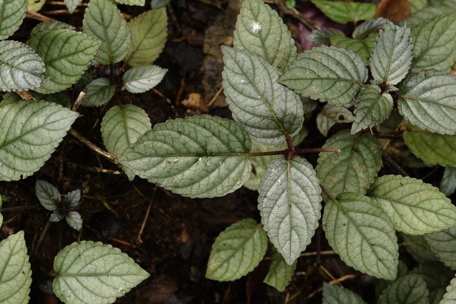 Purple Waffle Plant