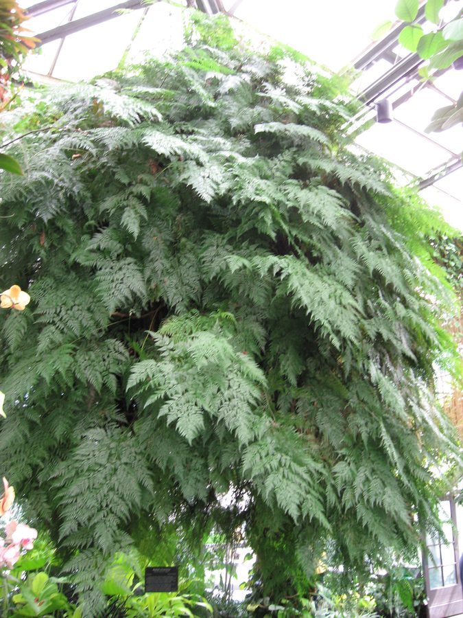 Rabbit's Foot Fern