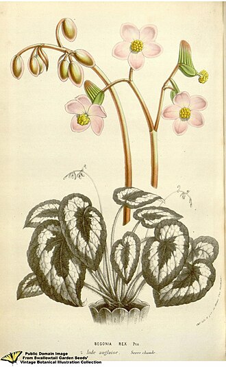 Rex Begonia