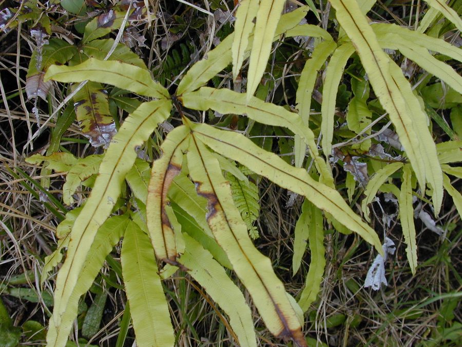 Silver Ribbon Fern