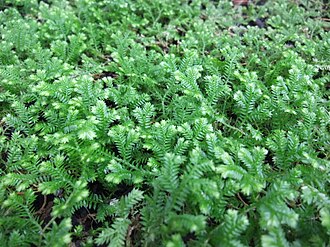 Spikemoss