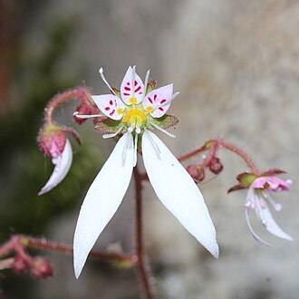 Strawberry Begonia