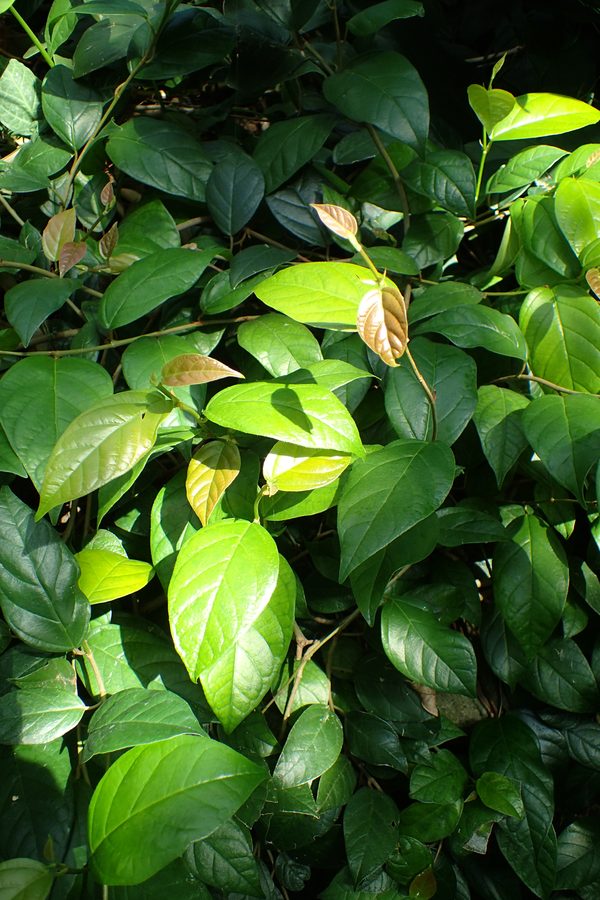 Trailing Fig