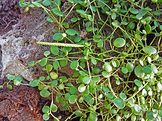 Trailing Jade