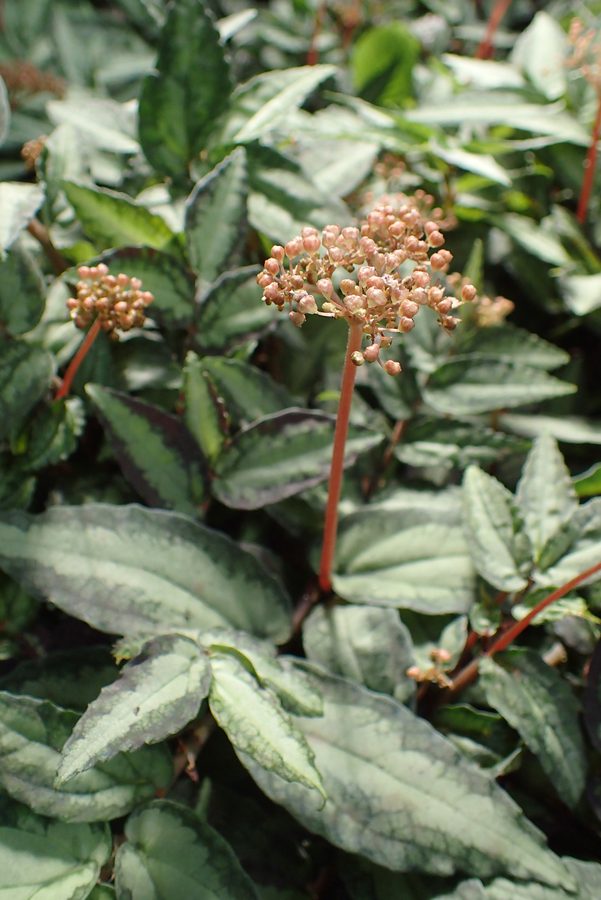 Trailing Watermelon Begonia