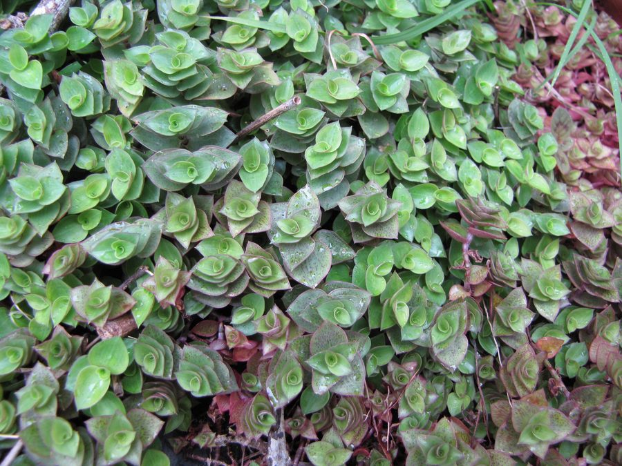 Turtle Vine