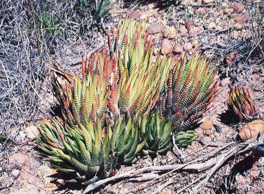Zebra Haworthia